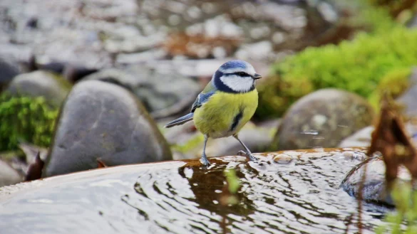 F&uuml;r ein k&uuml;hles Bad bei Hitze - &copy; Foto: Ruth Reheuser