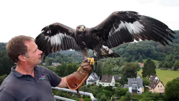 Peter der aktuelle: Der Steinadler, der den Namen seines Vorg&auml;ngers aus den Gr&uuml;ndertagen der Adlerwarte tr&auml;gt, sitzt hier auf der Hand von Falkner Klaus Hansen hoch &uuml;ber der h&uuml;geligen Szenerie Berlebecks. - &copy; Bernhard Preuss