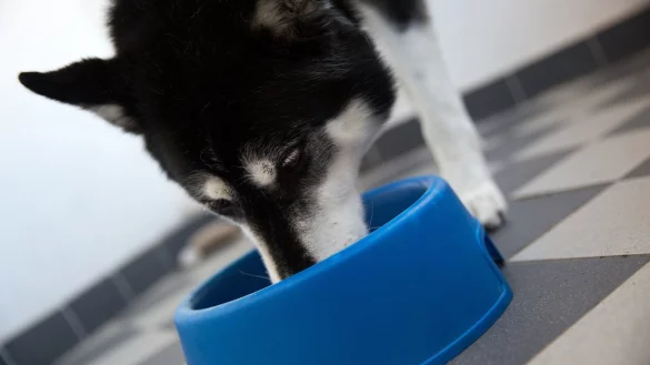 Auff&auml;lliges Fressverhalten - &copy; Foto: Florian Schuh/dpa-tmn