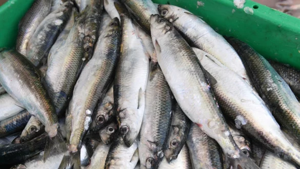 Heringe - &copy; Foto: Stefan Sauer/dpa