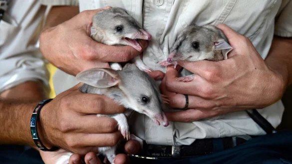 Bilby-Babys - &copy; Foto: Dan Peled/AAP/dpa