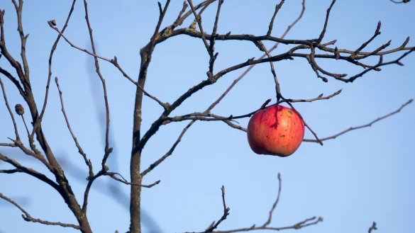 Apfel am Baum - &copy; Foto: Frank Rumpenhorst/dpa/dpa-tmn