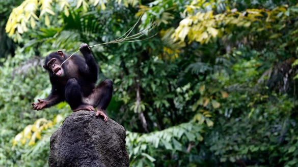 Schimpanse - &copy; Foto: Stephen Morrison