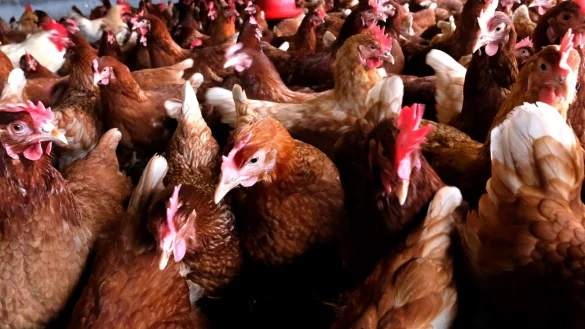 Verseuchtes Futter: Die H&uuml;hner in den betroffenen Betrieben m&uuml;ssen geschlachtet werden. - &copy; Andreas Fr&uuml;cht