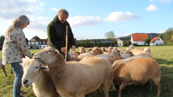 Leckerchen f&uuml;r die Schafe: Wenn Ulf Helming und Gabi Obermark einen Kanten Brot aus der Tasche ziehen, sind sie sofort von der Herde umringt. Die Tiere m&ouml;gen die gelegentliche Abwechslung zum Gras - zuf&uuml;ttern muss das Ehepaar aber nicht. - &copy; Dieter Asbrock