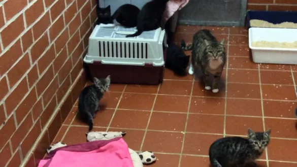 Katze Mama mit ihren eigenen und angenommenen Babys. - &copy; Freya K&ouml;hring