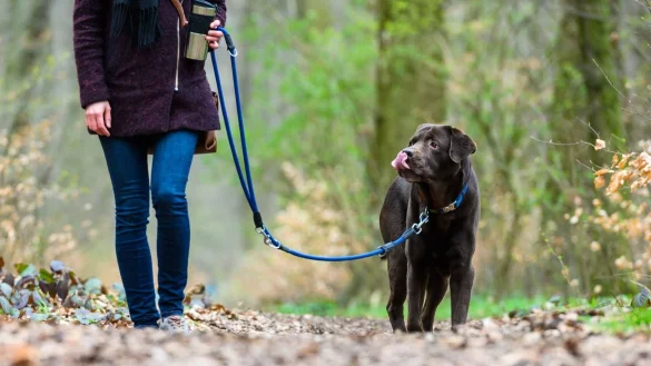 Hunde m&uuml;ssen wieder an die Leine - &copy; Foto: Christophe Gateau/dpa