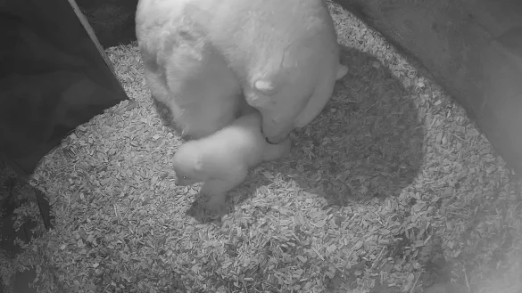 Eisb&auml;r-Nachwuchs im Zoo Hannover - &copy; Foto: --/Erlebnis-Zoo Hannover/dpa