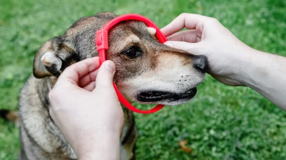 Hund mit Parasitenhalsband - &copy; Foto: Markus Scholz/dpa-tmn