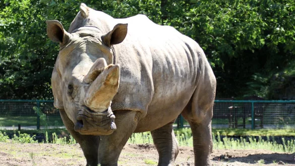 Musste eingeschl&auml;fert werden: die Breitmaulnashorn-Kuh Buffy im Zoo Safaripark in Schlo&szlig; Holte-Stukenbrock - hier im August 2013. - &copy; Udo Richter/Uripress/dpa
