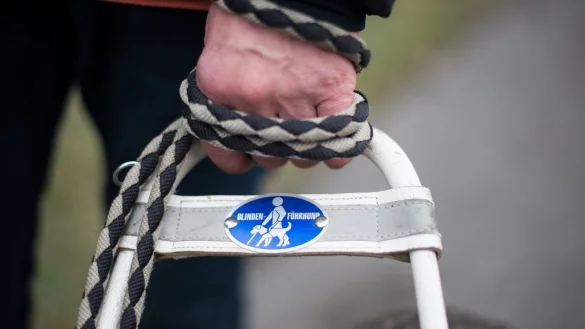 Blindenf&uuml;hrhund - &copy; Foto: picture alliance / dpa