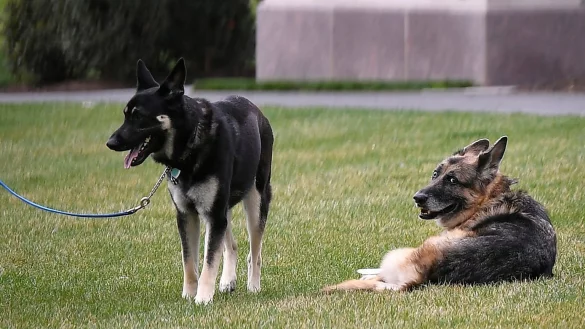 Bidens trauern um Sch&auml;ferhund &laquo;Champ&raquo; - &copy; Foto: Mandel Ngan/POOL AFP/AP/dpa
