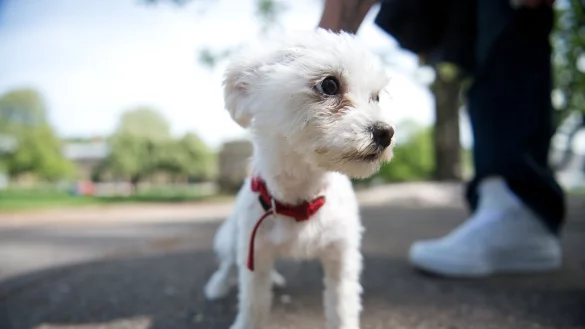 Gassi gehen - &copy; Foto: Daniel Naupold