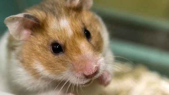 Goldhamster - &copy; Foto: Jens Schierenbeck