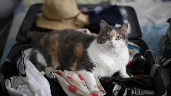 Ferien trotz Haustier - &copy; Foto: Ina Fassbender