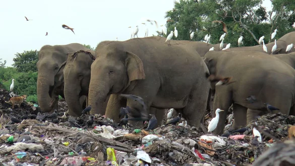 - &copy; Achala Pussalla/AP/dpa