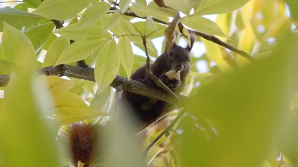 Eichh&ouml;rnchen - &copy; Foto: Andrea Warnecke