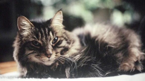 Katze vor Corona sch&uuml;tzen - &copy; Foto: Karolin Kr&auml;mer/dpa-tmn