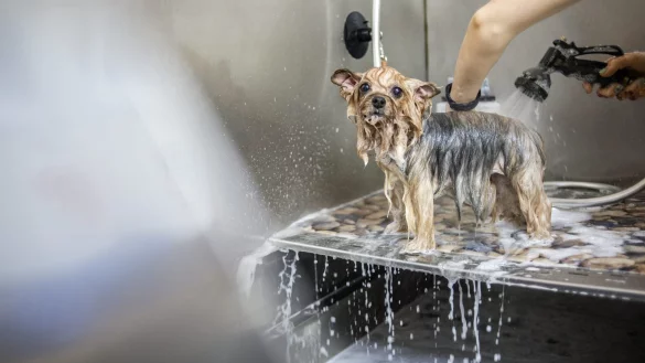 Werden immer beliebter: Hundewaschsalons, damit das heimische Badezimmer sauber bleibt. - &copy; picture alliance / NurPhoto