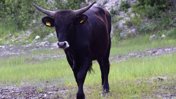 Als &bdquo;nat&uuml;rliche Landschaftspfleger" setzte der NABU die Hochlandrinder im Steinbruch ein. Sp&auml;ter siedelte man die Tiere im Naturschutzprojekt in der Senne an. - &copy; Horst Biere
