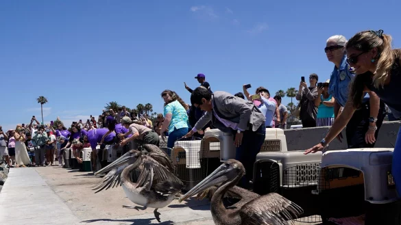 Pelikane - &copy; Foto: Damian Dovarganes/AP/dpa