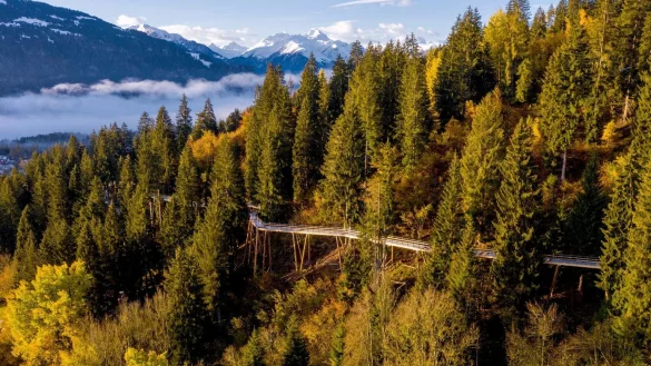 Ein besonders langer Baumwipfelpfad - &copy; Foto: Philipp Ruggli/dpa-tmn