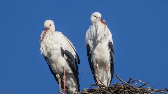 Storchenpaar - &copy; Foto: Patrick Seeger/dpa