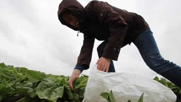Diebstahl direkt vom Feld - hier in einer nachgestellten Szene. - &copy; Jens Rademacher