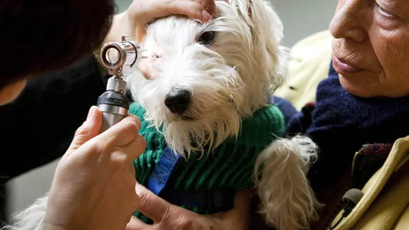 Tieruntersuchung: Augenzucken - &copy; Foto: Frank Rumpenhorst/dpa