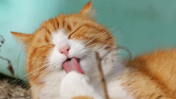 Was m&uuml;ssen Tierhalter jetzt wissen? Fragen und Antworten. - &copy; Pixabay