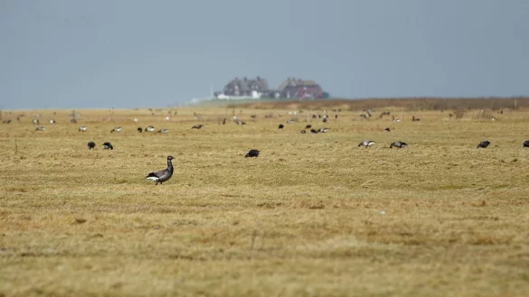Ringelg&auml;nse - &copy; Foto: Gregor Fischer/dpa
