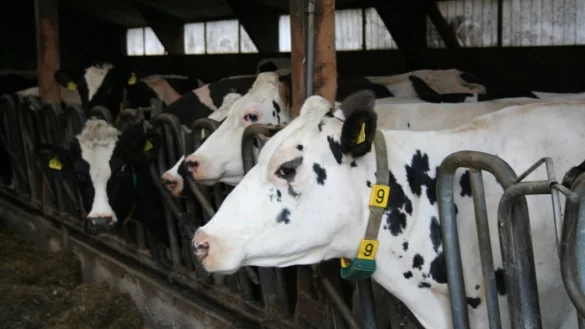 Mit Sensor am Hals: Die K&uuml;he auf dem Hof von Hermann Buhrmester in Hille werden digital &uuml;berwacht. - &copy; Svenja Kracht