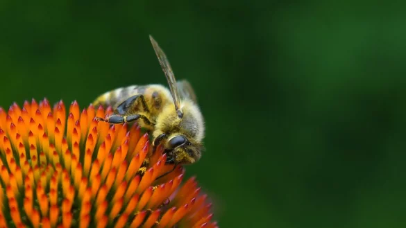 Biene auf einer Bl&uuml;te - &copy; Foto: Andrea Warnecke