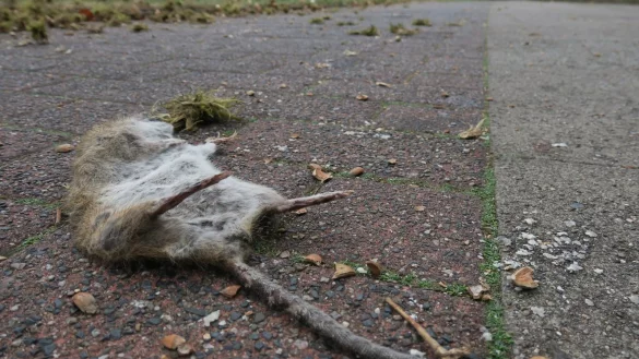 Kurz vor dem Adenauerplatz liegt diese Ratte tagelang herum. - &copy; Kurt Ehmke