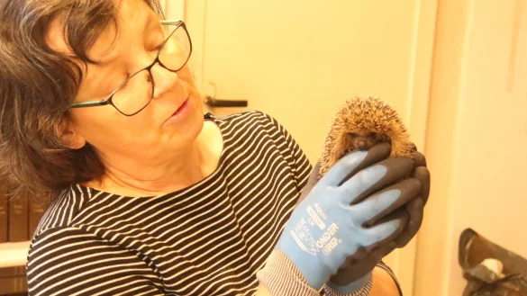 Liebevoll k&uuml;mmert sich Kirsten Strauch um ihre kleinen Sch&uuml;tzlinge. - &copy; Burkhard Battran