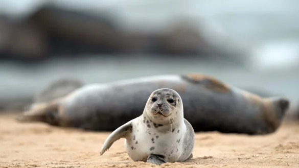 Seehunde in Gro&szlig;britannien - &copy; Foto: Joe Giddens/PA Wire/dpa