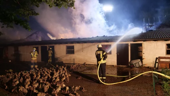 Rund 60 Feuerwehrleute bek&auml;mpften am Dienstagmorgen einen Gro&szlig;brand auf einer Gef&uuml;gelfarm in Delbr&uuml;ck. 4.000 Jungg&auml;nse starben. - &copy; Ralph Meyer