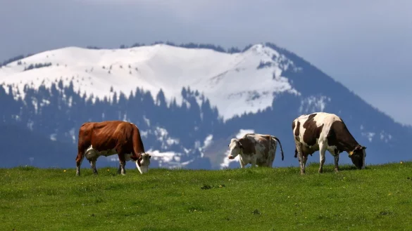 K&uuml;he - &copy; Foto: Karl-Josef Hildenbrand/dpa