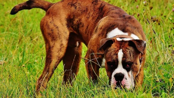 Die Polizei sucht die Halter des unangeleinten Hundes. - &copy; Symbolbild: Pixabay