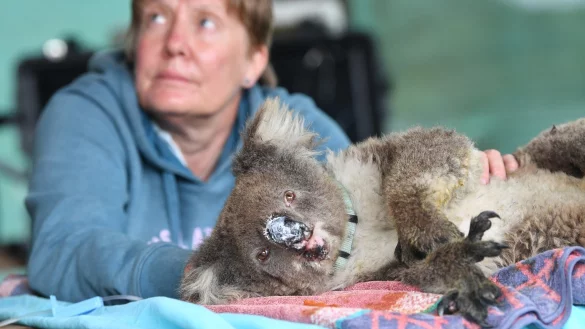 Verbrannt - &copy; Foto: David Mariuz/AAP/dpa