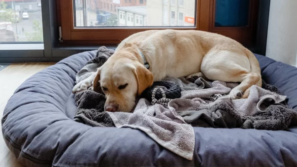 Hund im K&ouml;rbchen - &copy; Foto: Markus Scholz