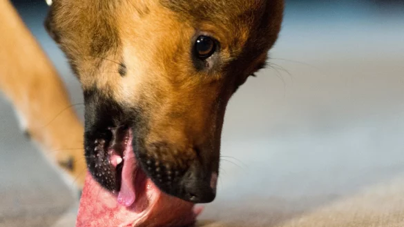 Frischfleisch f&uuml;r Hunde - &copy; Foto: Monika Skolimowska/dpa