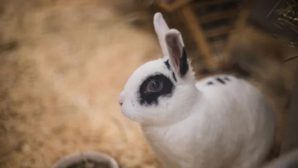 Kl&ouml;ckner will bessere Beratung beim Haustierkauf - &copy; Foto: Andreas Arnold/dpa