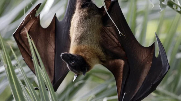 Flughund - &copy; Foto: Arno Burgi/Archiv