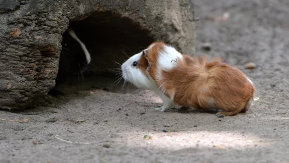 Meerschweinchen - &copy; Foto: Andrea Warnecke/dpa-tmn