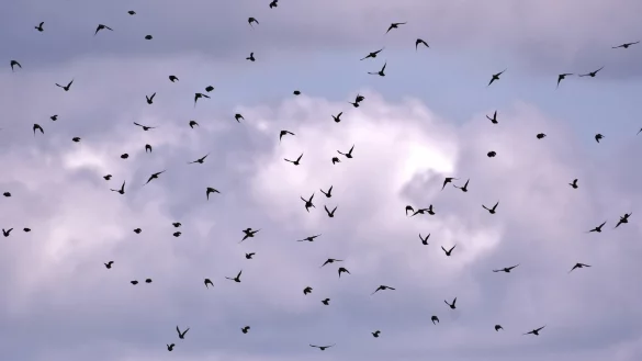 Auch &uuml;ber der Laubke sind derzeit hunderte Stare zu sehen. - &copy; Symbolbild: pixabay.com