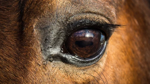 - &copy; Symbolfoto: Pixabay