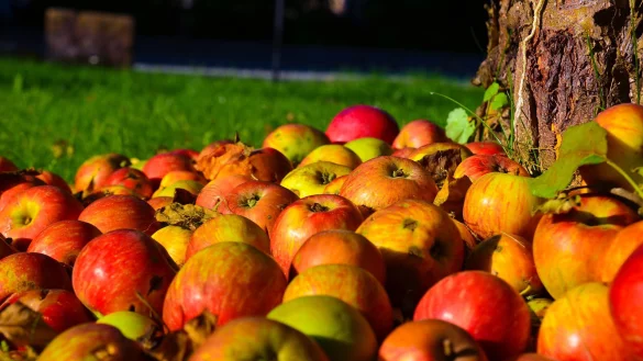 Deutlich weniger &Auml;pfel werden in Lippe geerntet. - &copy; Pixabay