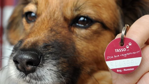 Hund mit Halsbandmarke - &copy; Foto: Holger Hollemann/Symbolbild