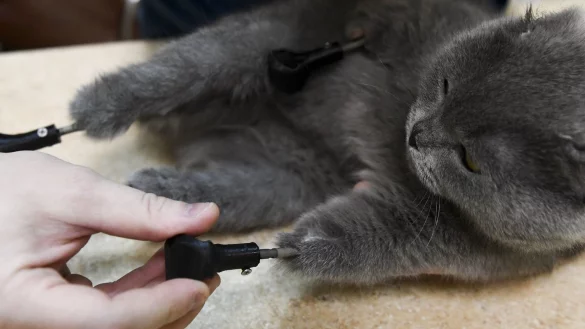 Katze mit vier Titanpfoten - &copy; Foto: Alexandr Kryazhev/Sputnik/dpa